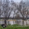 Hoog water.jpg