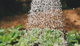 Planten water geven - foto.jpg