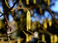 Pollen .jpg
