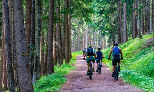 Schaduwkaarten_forest-4366094_1280.jpg