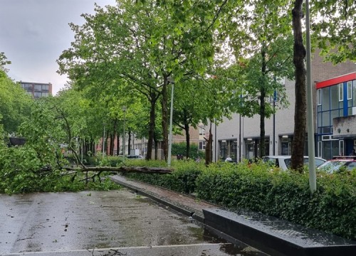Omgevallen boom op een plein