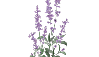 salvia.png