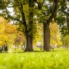 Bomen in de stad_ foto Srecko Skrobic.jpeg