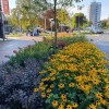 Berm met bloemen