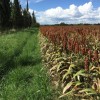 Sorghum_foto Despierres.jpg