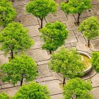 Positieve effecten van bomen en groen in de stad.jpg