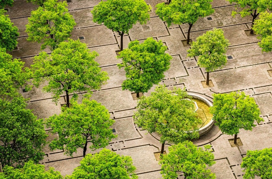 Positieve effecten van bomen en groen in de stad.jpg