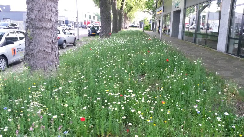 Bloemrijke berm op bedrijventerrein Loven (Fotograaf: L. de Vetten)