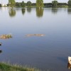 Hoogwater juli 2021-Koeien Maas Heusden.jpg