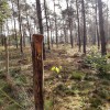 klimaatbestendig bos_foto bosgroep zuid nederland.jpg
