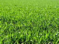 Gras.jpg