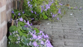 Geveltuin_2.JPG