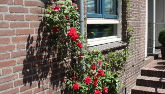 Geveltuin_7.JPG