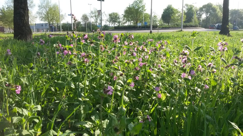 Bloemrijke berm op bedrijventerrein Loven (Fotograaf: L. de Vetten)