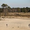 Natuur droogte.jpg
