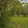 Landschap met bomen.jpg