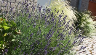 Geveltuin_4.JPG