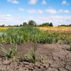 Openstelling subsidie klimaatadaptatie-projecten.jpg