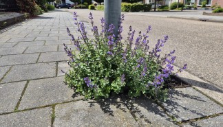Gemeente Roerdalen - Sint Odilienberg 05-2026(6).jpeg