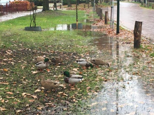 Groene berm in Gemert-Bakel
