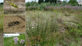 Tijdelijke natuur1.jpg