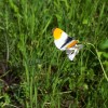 Natuur ligt weken voor op schema_oranjetipje_foto_Fiona Franken.jpg