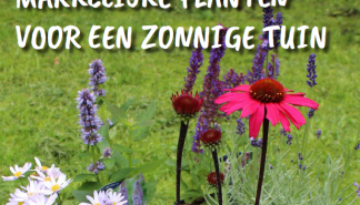 Zonnige tuin.png