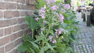 Geveltuin_6.JPG