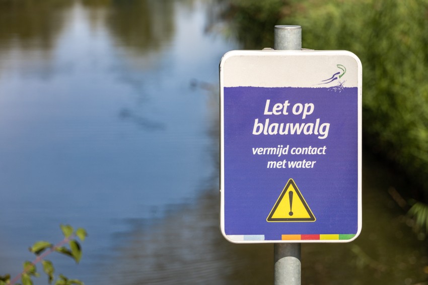 Blauwalg-waterkwaliteit
