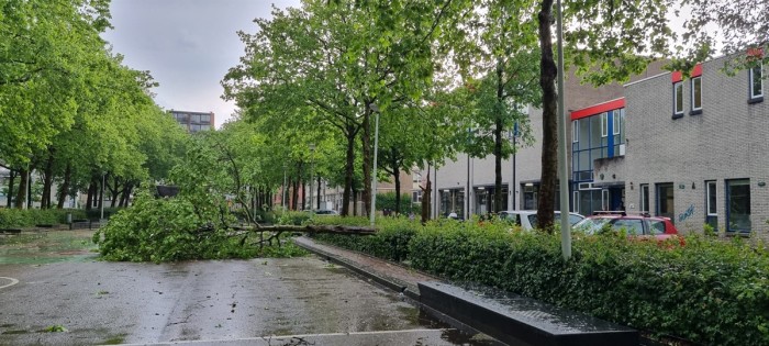 Foto van een omgevallen boom op een plein in de stad