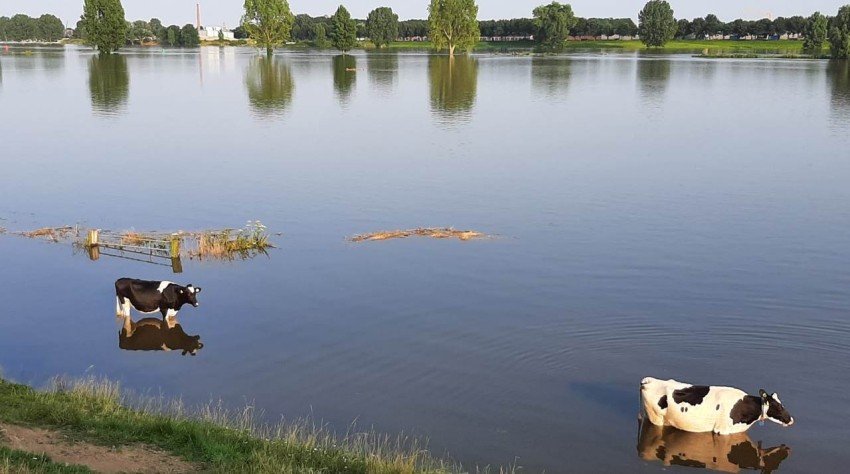Hoogwater juli 2021-Koeien Maas Heusden