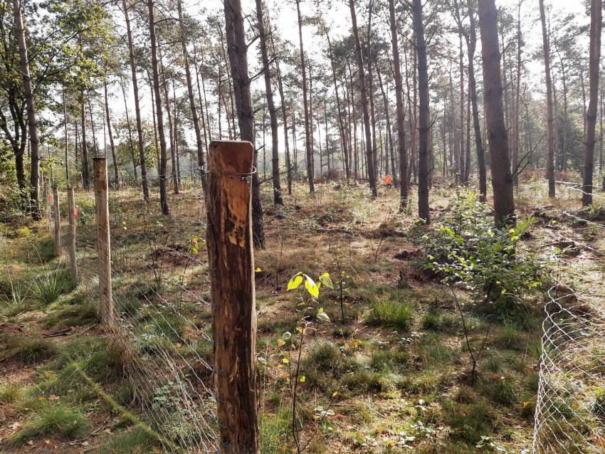 klimaatbestendig bos_foto bosgroep zuid nederland