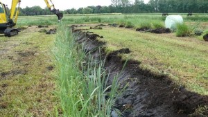 Verdienmodellen natte landbouw in Noord-Brabant