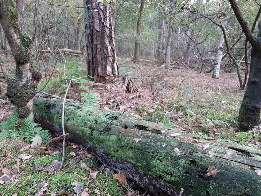 klimaatbestendig bos_dood hout_foto bosgroen zuid nederland