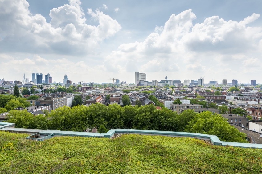 Groen dak Rotterdam