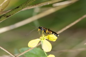 Biodiversiteit in lisdodde-teelten