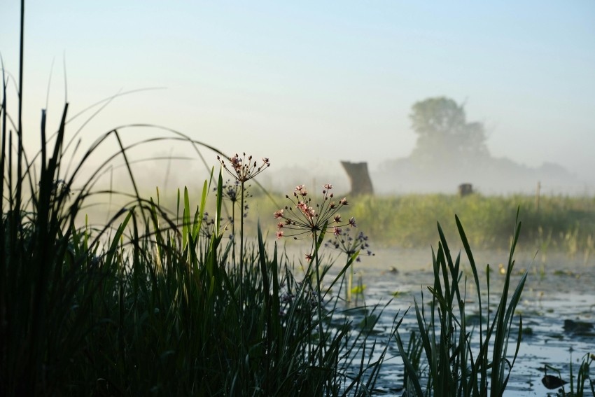 Wetlands