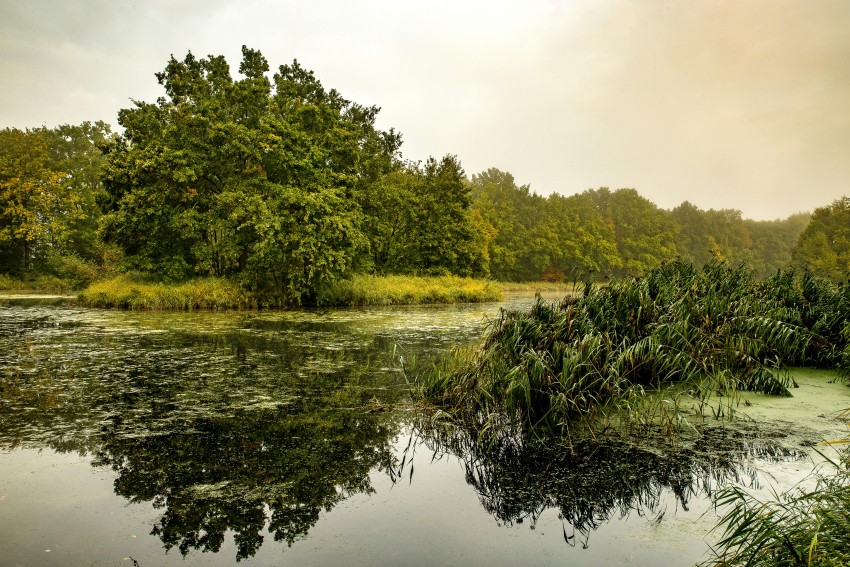 Wetlands