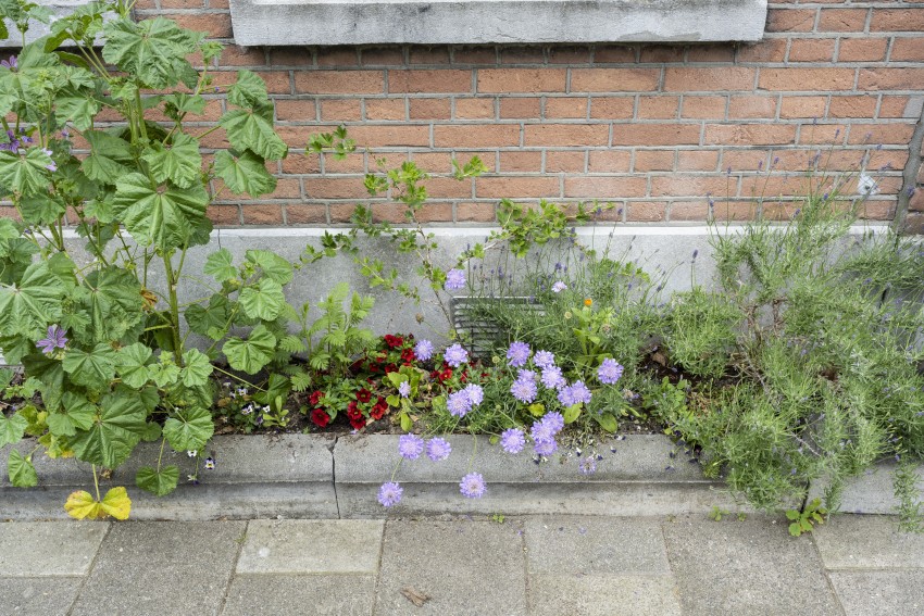 Geveltuin